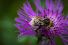 Bumblebee, Macro, Flower Knapweed