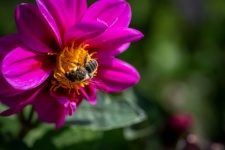 Honeybee, Bee, Insect, Dahlia