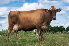 Brown Cow, Farm Animal