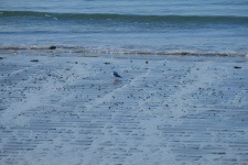 Seagull On The Sand