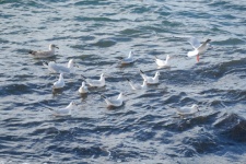 Seagulls At Sea