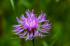 Purple Flower, Knapweed, Flora