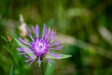 Purple Flower, Knapweed, Flora