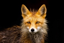Wet Red Fox