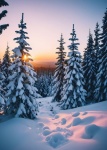 Winter Snow Landscape Trees
