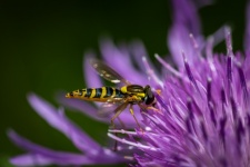 Hoverfly, Insect, Flower, Thistle