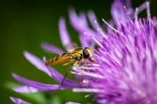 Hoverfly, Insect, Thistle