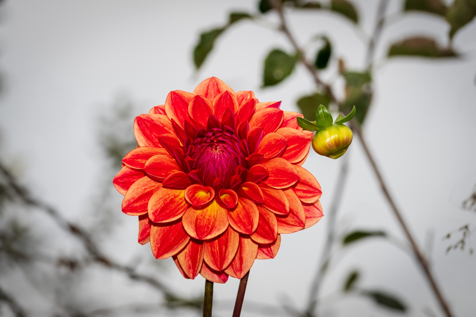 Red Dahlia, Cut Flower Free Stock Photo - Public Domain Pictures
