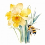Watercolor Daffodil Blooms And Bee