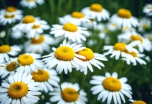 Chamomile Flowers Blossoms