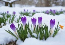 Crocus Flower In Snow
