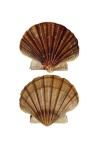 Vintage Clipart Seashells Png