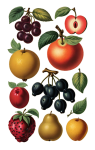 Vintage Fruit Illustration