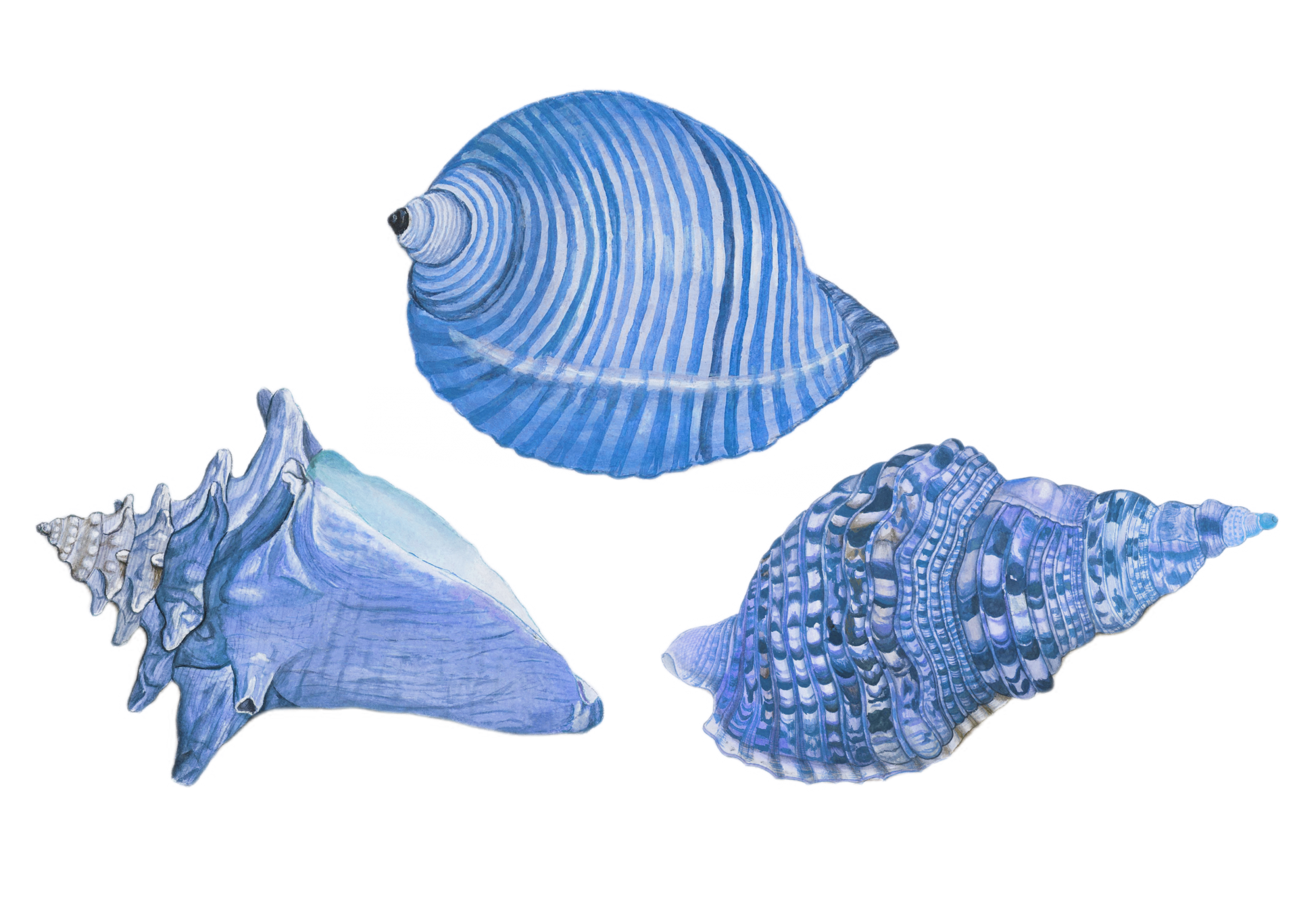 Vintage Clipart Seashells Png Free Stock Photo - Public Domain Pictures