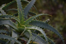 Aloe Plant With Droplets Of Water