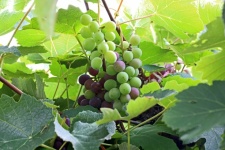 Bunches Of Ripening Grapes