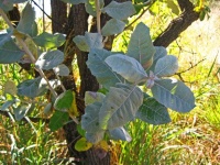 Coastal Silver Oak Leaves