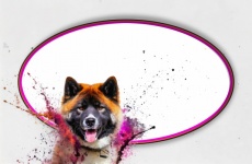 Dog Akita Text Frame Paint Art