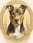 Dog, American Pit Bull Terrier