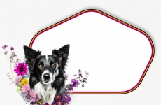 Dog, Border Collie, Frame, Flowers