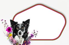 Dog, Border Collie, Frame, Flowers