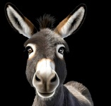 Donkey, Animal, Isolated, Long Ears