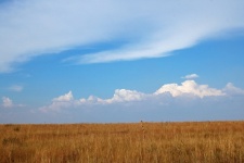 Dry Grassland Against Distant Cloud