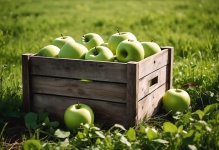 Harvest Crate With Apples