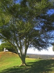 Fever Tree On Schanskop Hill