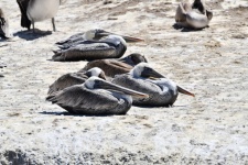 Flock Of Pelicans