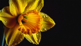 Flower, Narcissus, Floral, Art