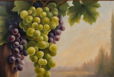 Grapes On The Vine Illustration
