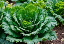 Kale Cabbage Head Vegetable Harvest