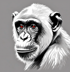 Head Of A Chimpanzee