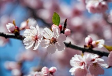 Cherry Blossom Flowers Branch Spring
