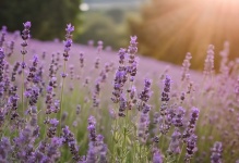 Lavender Flowers Wildflowers Field