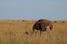 Mature Female Ostrich In Dry Grass