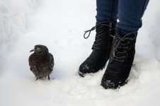 Pigeon, Bird, Feed Pigeons, Winter
