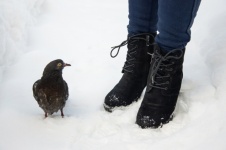Pigeon, Bird, Feed Pigeons, Winter