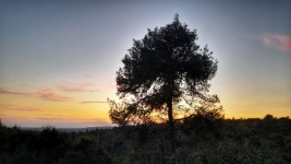 Pine Tree Silhouettte At Sunset