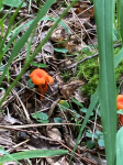 Small Orange Wild Mushrooms