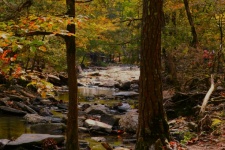 Stream Through Woods In Fall