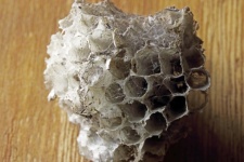Structure Of Old Wasp&039;s Nest