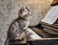The Cat Pianist