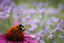 Bumblebee, Insect, Macro, Nature