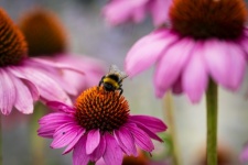 Bumblebee, Insect, Macro, Nature
