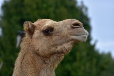 Dromedary Camel Closeup