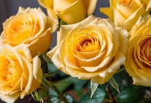 Yellow Roses Flowers