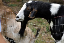 Goat Looking At Fence