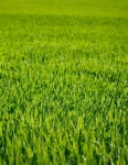 Grass Lawn Meadow Green